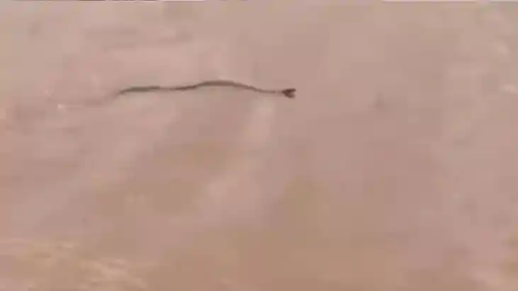 Patna Floods 81 Snakebite Cases in 50 Days 9 People Dead