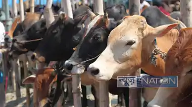 Aurangabad farmer insurance: गाय का बीमा करवाने पर भी कंपनी नहीं दे रही थी पैसा! थक-हार कर किसान ने 5 सालों तक लड़ा केस, आखिर में हुई जीत, जानें कैसे मिला पूरा पैसा