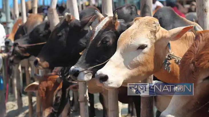 Aurangabad farmer insurance: गाय का बीमा करवाने पर भी कंपनी 
