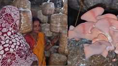 कटिहार में 'पिंक मशरूम' की धूम: प्रीति दीदी ने शुरू की पहली बार खेती, आयरन और कैल्शियम से भरपूर है यह सुपरफूड