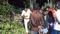 Storm Tragedy in Sitamarhi Five Family Members Killed