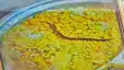 Action in Mid Day Meal Snake Case FIR Against Headmistress Teachers