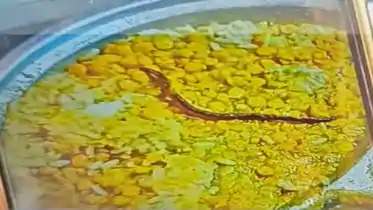 Action in Mid Day Meal Snake Case FIR Against Headmistress Teachers
