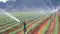 drip and sprinkler irrigation in Bihar 