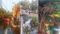 Bihar Storm Havoc 9 Dead T