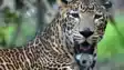 Leopard Sighting Feared in Residential Area