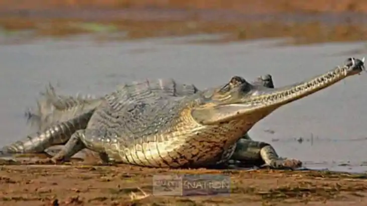 crocodile Terror amidst flood crocodile Terror amidst flood