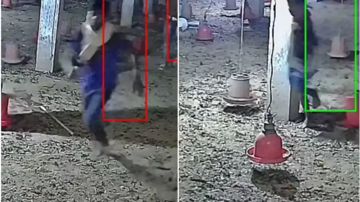 नवादा मे सनसनीखेज वारदात,  तकरीबन 3.5 लाख के मुर्गियां ले उड