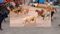 Survey of dogs after land in Bihar