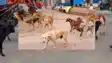 Survey of dogs after land in Bihar