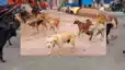Survey of dogs after land in Bihar