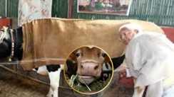 Fodder Scam Heat Rises Court Orders Daily 