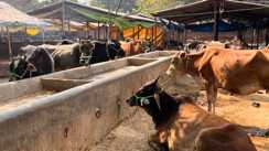 Bihar News : बिहार के पशुपालकों को नीतीश सरकार ने दी बड़ी सौगात, 1962 डायल करते ही घर पहुंचेंगे डॉक्टर, डिजिटल तकनीक से होगा सटीक इलाज