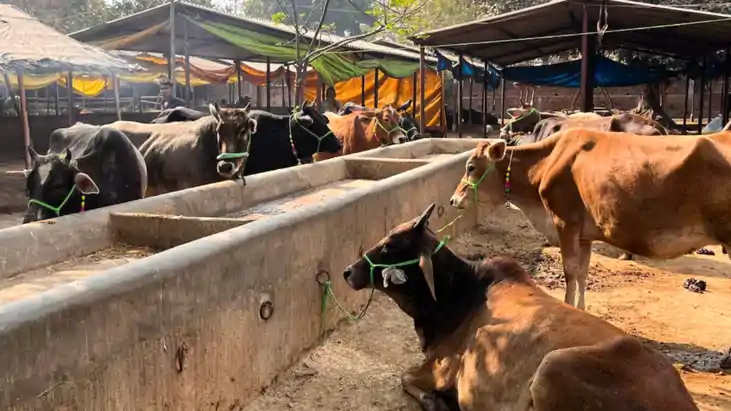 Bihar News : बिहार के पशुपालकों को नीतीश सरकार ने दी बड़ी सौग