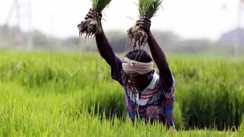 Bihar News : बिहार में फार्मर रजिस्ट्री महा अभियान के तीसरे चरण की बढ़ी तिथि, किसान इस दिन तक बनवा सकेंगे नि:शुल्क डिजिटल पहचान पत्र