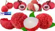 Bihar LItchi
