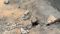 New Road Cracks in 60 Days Corruption Alleged in Motihari