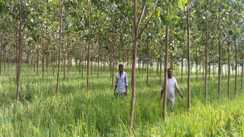 Bihar News : पौधारोपण में बिहार ने बनाया रिकॉर्ड, एक वर्ष में लगाये गए 40.68 लाख पौधे 