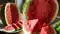 Watermelon Turns Toxic 8 Family Members Hospitalised with Food Poisoning