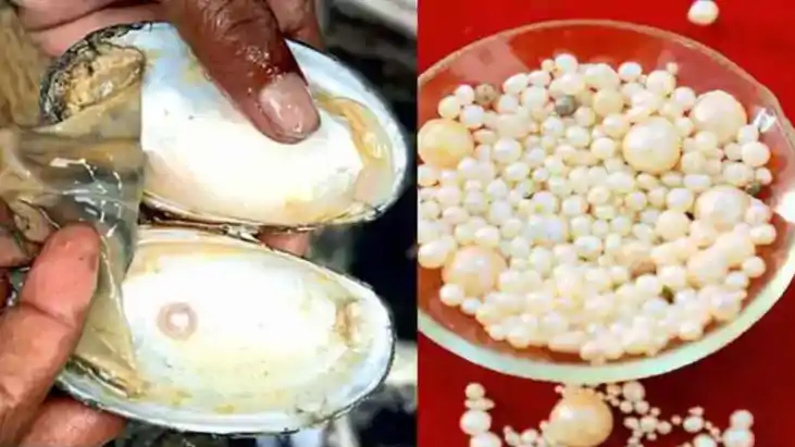 Bihar News : बिहार में मोती पालन से बढ़ेगी किसानों की कमाई, 
