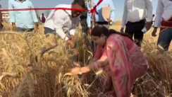 Bihar News : औरंगाबाद डीएम अभिलाषा शर्मा ने खेत में खुद काटी गेहूं की फसल, औसत उत्पादन का लिया जायजा