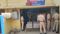 Saran Police Kidnapping Rescue