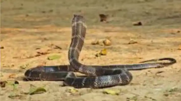 Patient Reaches Sadar Hospital With 3 Cobras Doctors Flee in