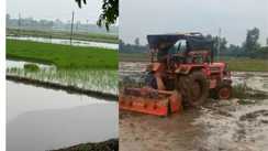 patna bikram monsoon rain farmers start paddy transplantation