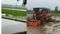 patna bikram monsoon rain farmers start paddy transplantation
