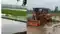 patna bikram monsoon rain farmers start paddy transplantation