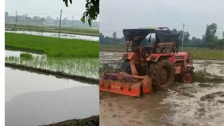 patna bikram monsoon rain farmers start paddy transplantatio