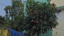  Mango of lakhs in Katihar