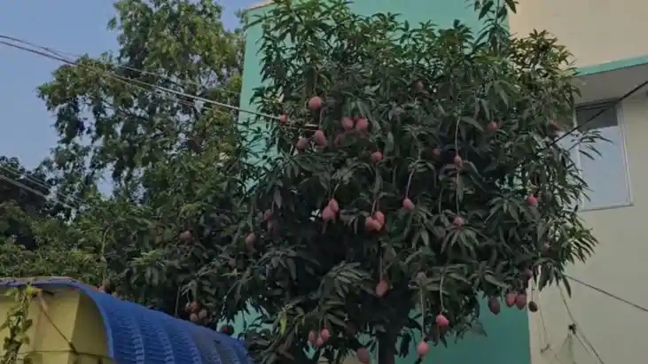 Mango of lakhs in Katihar Mango of lakhs in Katihar