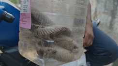 snakebite