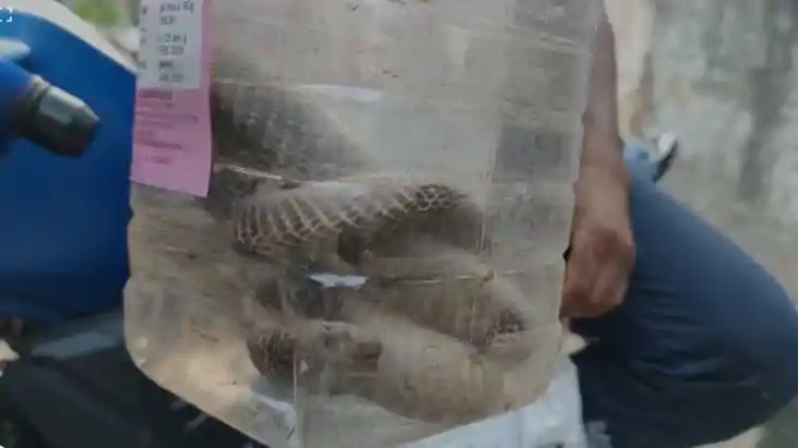 snakebite snakebite