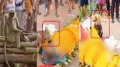 देवघर में शख्स के निधन पर बंदर की आंखें हुईं नम, कफन हटाकर शव को दी श्रद्धांजलि 