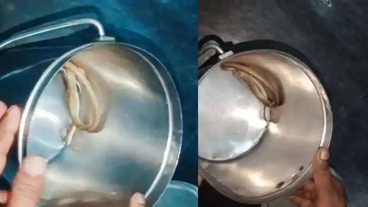 गजब : डॉक्टर को यकीन दिलाने के लिए जिंदा सांप को ही डिब्बे म