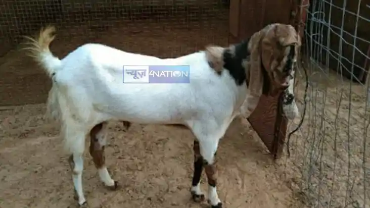  sacrifice a goat 