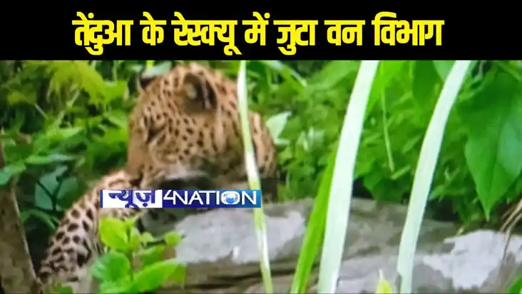 जंगल में एक किनारे पत्थर पर बैठा देखा गया तेंदुआ, रेस्क्यू जंगल में एक किनारे पत्थर पर बैठा देखा गया तेंदुआ, रेस्क्यू