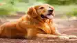 pet dog did a terrible thing