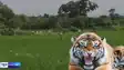 Tiger attack