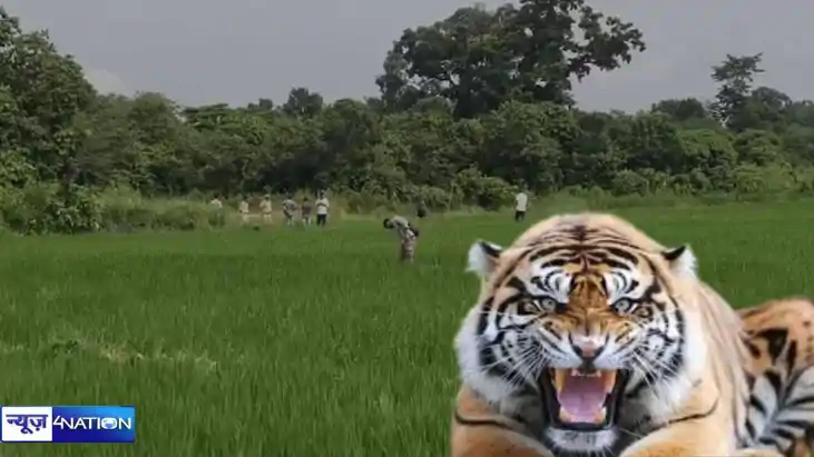 Tiger attack Tiger attack