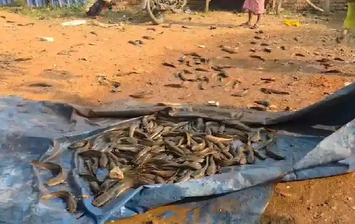 तस्कर कर लाई गई थाईलैंड की शिकारी  मांगुर मछलियों की बिहार म