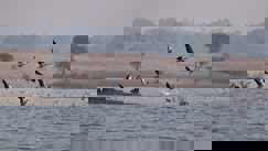 3 महीने में खाली करें आद्रभूमि, वरना नपेंगे अधिकारी! पटना हाईकोर्ट ने लगाई कबरताल और बर्ड सैंक्चुअरी में अवैध निर्माण पर रोक, 14 हजार एकड़ जमीन का माँगा हिसाब