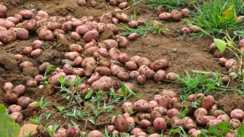 Bihar News : चिप्स बनाने वाले आलू की खेती पर बिहार सरकार दे रही 75% अनुदान, इस दिन तक करें आवेदन