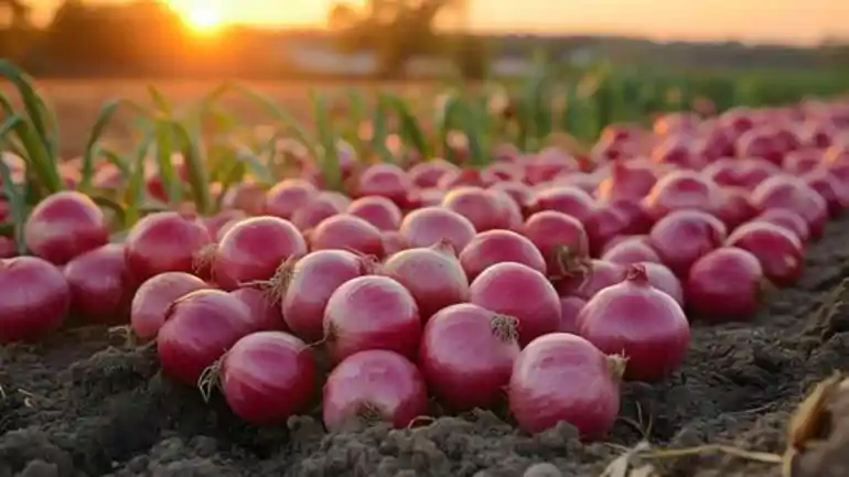 Onion Shortage Fears in India