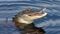 divers retreated due to fear of crocodiles