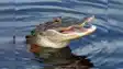 divers retreated due to fear of crocodiles