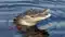 divers retreated due to fear of crocodiles