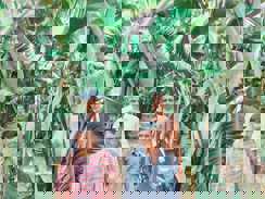 Antisocial elements ruined banana crop 